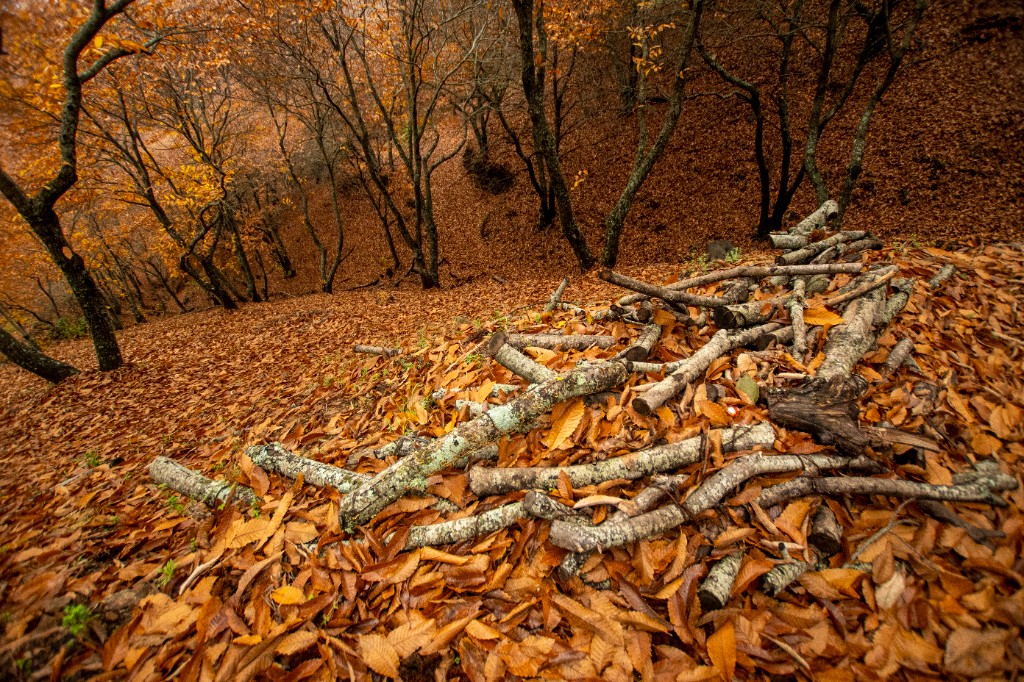 Yenilenebilir kaynak - doğa ve büyüme